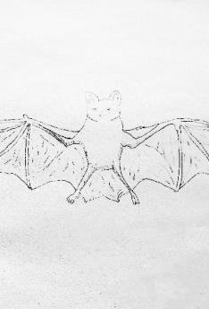Dibujo a lápiz murciélago
