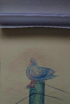 Dibujo a color paloma