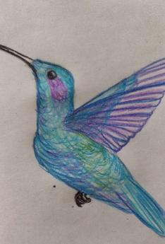 Dibujo a color colibrí