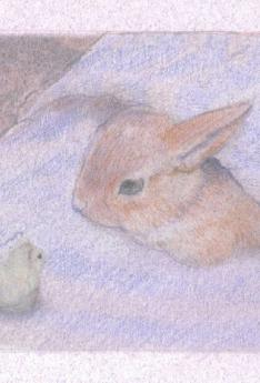 Dibujo a color conejo
